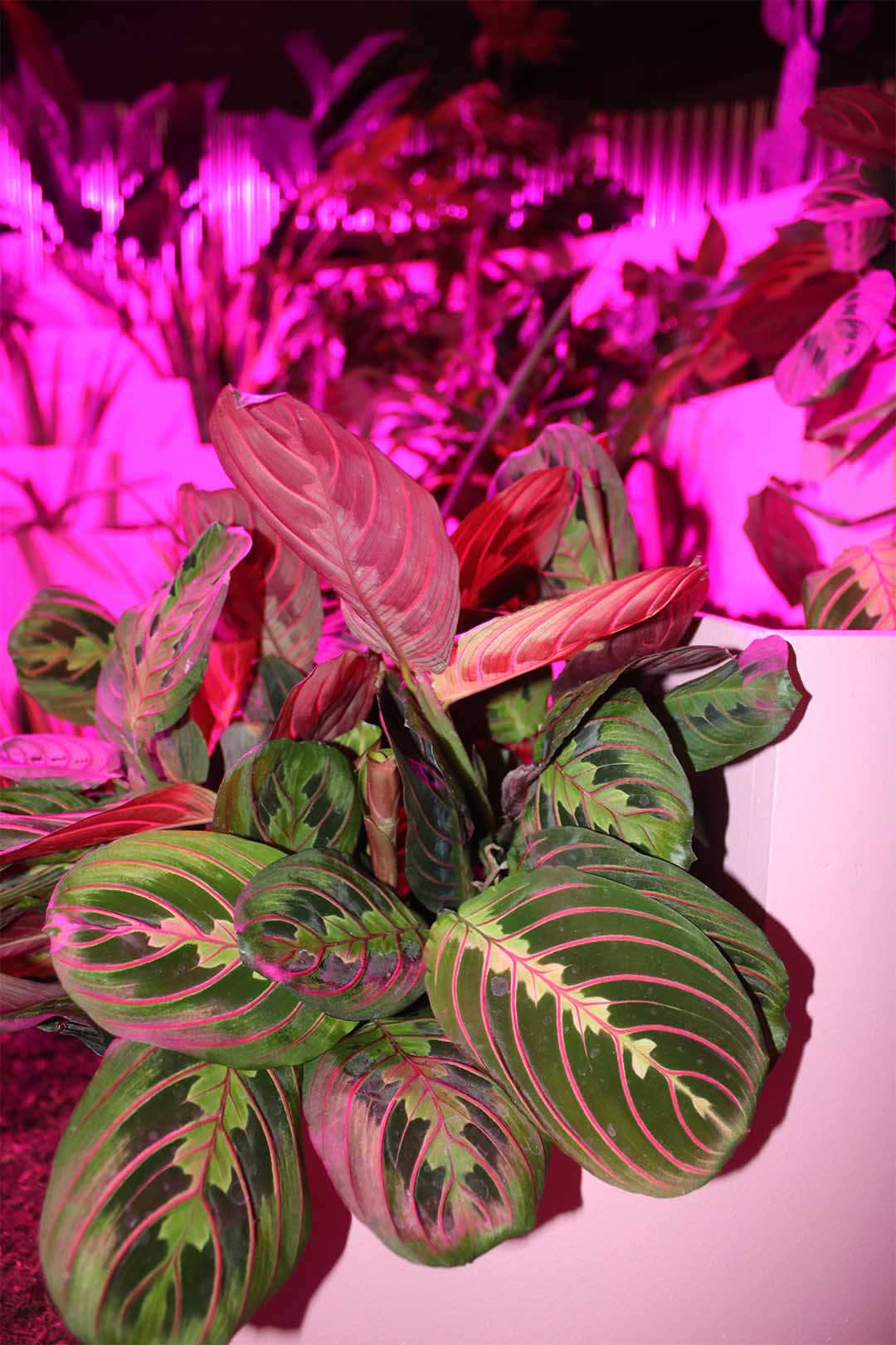 Matadero Doce fábulas urbanas twelve cautionary urban tales Madrid Ethel Baraona Pohl César Reyes Taller de Casquería Naranjo-Etxeberría Superstudio parliament of plants