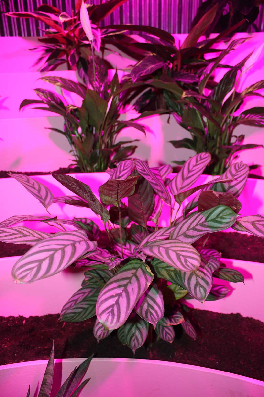 Matadero Doce fábulas urbanas twelve cautionary urban tales Madrid Ethel Baraona Pohl César Reyes Taller de Casquería Naranjo-Etxeberría Superstudio parliament of plants