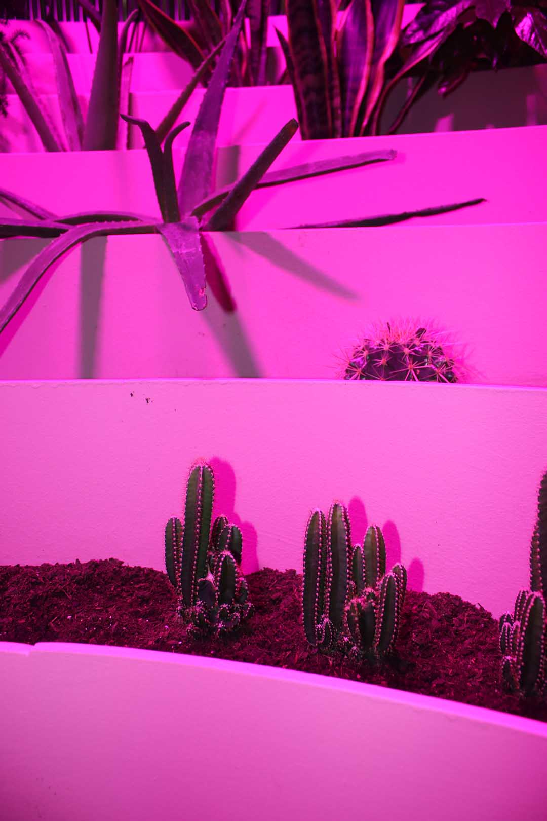 Matadero Doce fábulas urbanas twelve cautionary urban tales Madrid Ethel Baraona Pohl César Reyes Taller de Casquería Naranjo-Etxeberría Superstudio parliament of plants